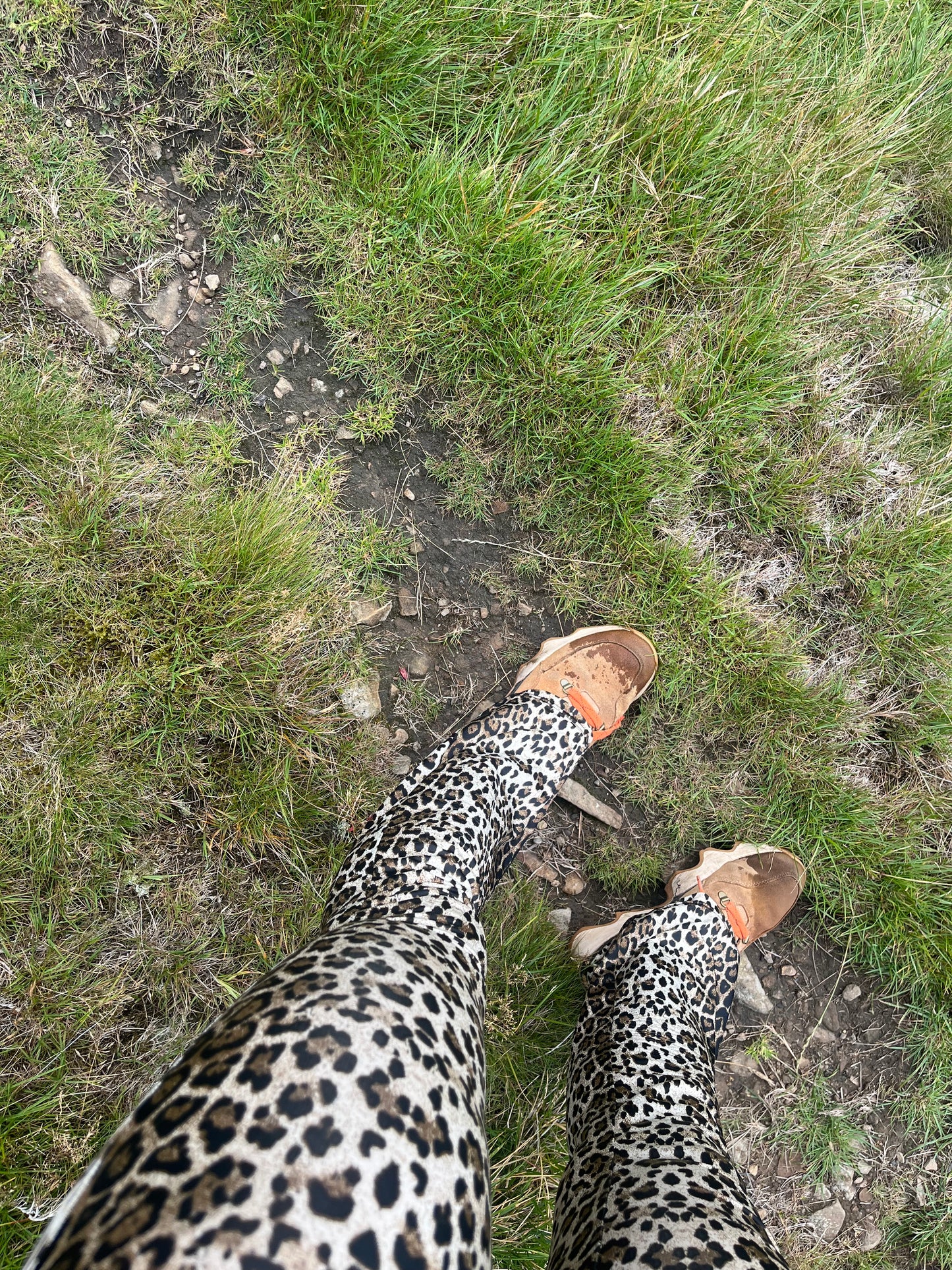 Flared leggings - leo